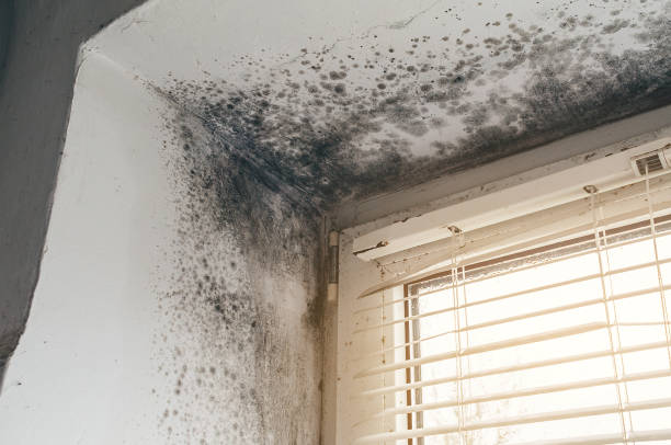 Affordable Black Mold Remediation solutions in Rowlett, TX